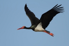 Black Stork by Mladen Vasilev 2