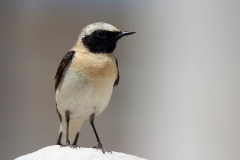 Black-eared Wheatear by Dimiter Georgiev