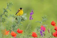 Black-headed Bunting by Mladen Vasilev