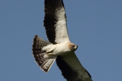 Booted Eagle by Dimiter Georgiev Autumn Migration