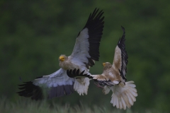 Egyptian Vultures by Mary Koutzarov