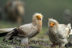 Egyptian Vultures by Viktor Vasilev