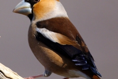 Hawfinch by Dimiter Georgiev