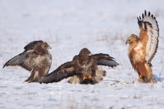 Long-legged Buzzard with Common Buzzards by Mladen Vasilev
