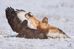 Common Buzzard and Long-legged Buzzard by Mladen Vasilev