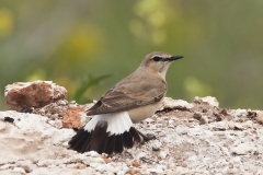 Isabelline Wheatear by Colin Bradshaw