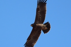 Lesser Spotted Eagle on migration by Dimiter Georgiev