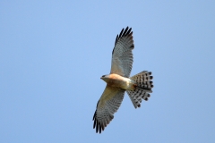 Levant Sparrowhawk by Mladen Vasilev