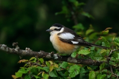 Masked Shrike by Viktor Vasilev