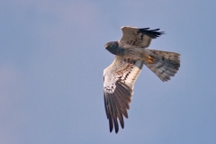 Montagu's Harrier by Viktor Vasilev