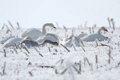 Whooper Swans by Mladen Vasilev