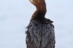 Pygmy Cormorant by Dimiter Georgiev