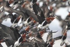 Red-breasted Geese by Mladen Vasilev 2