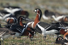 Red-breasted Geese by Mladen Vasilev 4