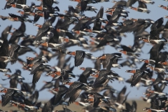Red-breasted Geese by Mladen Vasilev