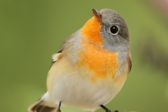Red-breasted Flycatcher by Mladen Vasilev