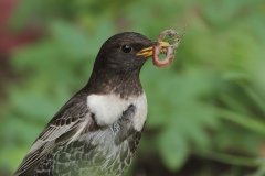 Ring Ouzel by Mladen Vasilev