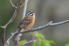 Rock Bunting by Mladen Vasilev