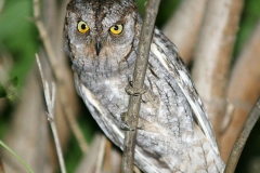 Eurasian Scops Owl by Assen Ignatov