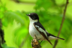 Semi-collared Flycatcher Mladen Vasilev