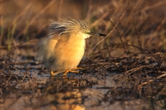 Squacco Heron by Mladen Vasilev