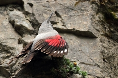 Wallcreeper by Mladen Vasilev