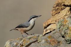 West Rock Nuthatch by Mladen Vasilev 2