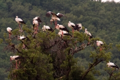 White Storks by Chavdar Nikolov