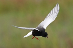 White-winged Tern by Daniel Mitev