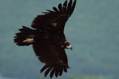 Eurasian Black Vulture by Mladen Vasilev