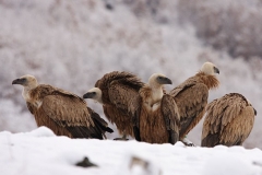 Eurasian Griffon Vultures by Mladen Vasilev