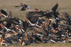 Red-breasted Geese by Mladen Vasilev