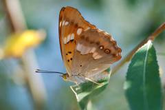 Butterflies & Dragonflies