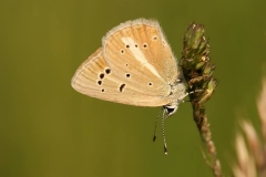 Polyommatus orphicus