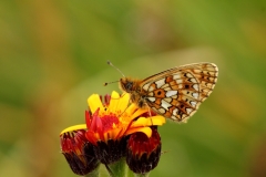 Boloria selene 0001