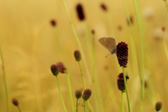 Phengaris nausithous_1065