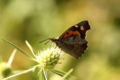 Libythea celtis_2573