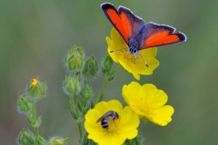 Licaena candens_DG