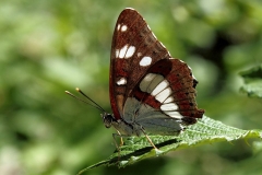 Limenitis reducta_SG