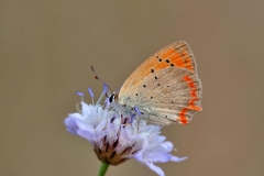 Lycaena ottomana
