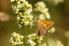 Lycaena virgaureae male 0001
