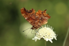 comma