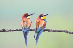 European Bee-eaters by DG
