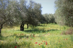 Lesbos local habitat