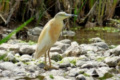 Squacco Heron by Neville Davies