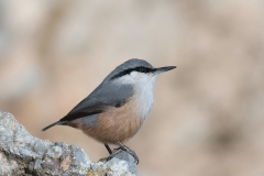 Western Rocknuthatch by DG_website(1)