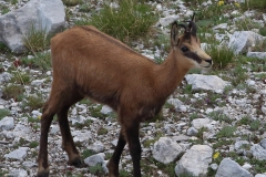 Balkan Chamois_by Dimiter Georgiev