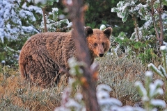 Brown Bear_Daniel Ray_r