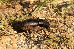 Bronze Glandular Bush Cricket 0001