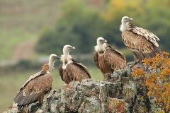 Birding and wildlife holiday in Bulgaria and Greece